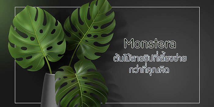 Monstera ต้นไม้สาบฮิป